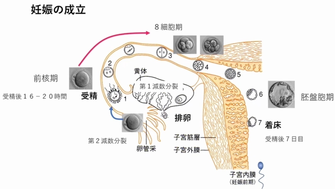 妊娠の成立