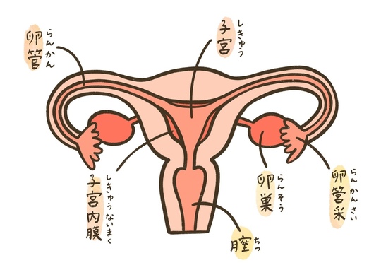 子宮と卵巣